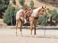 Hengst, Quarter Horse — Foto 7