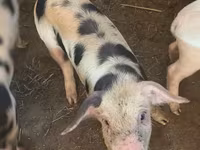 Pigs (batch, sex not specified), Pigs — photo 1