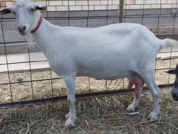 Goat, Saanen goat