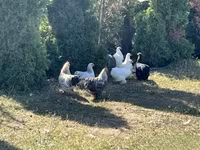 Turkeys — photo 3