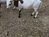 Kos, Cameroon sheep — 5. fotó