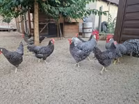 Chickens — फ़ोटो 6