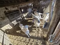 母山羊, Goats — 照片 4