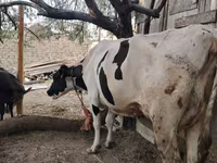 गाय, गोलस्टीन नस्ल — फ़ोटो 6