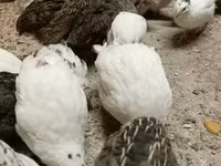 Quails — foto 7