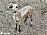 Kos, Cameroon sheep — 3. fotó