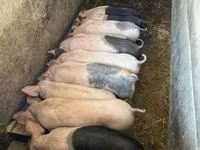 Pigs (batch, sex not specified), Pigs — photo 1