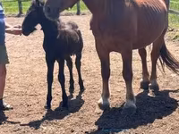 母马, Horses — 照片 3
