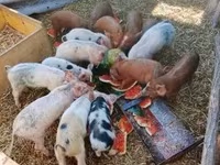 Schweine (Partie, Geschlecht nicht angegeben), Дюрок — Foto 4