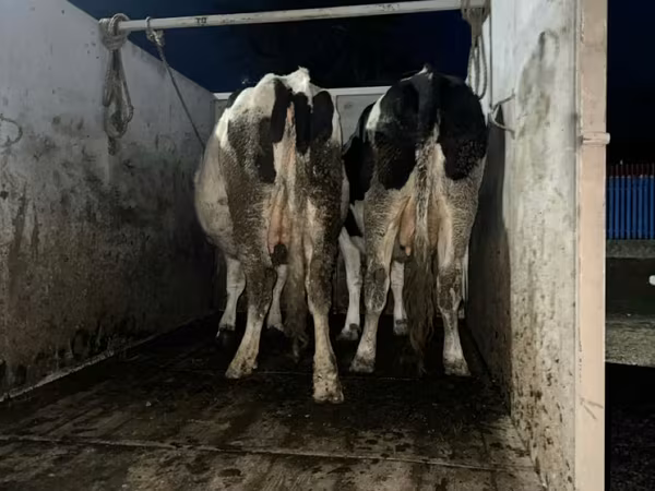 Cow, Russian Black pied cattle