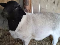 Kos, Dorper sheep — 3. fotó