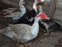 Ducks — الصورة 4
