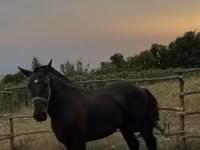 Horse (M), Horses — photo 2