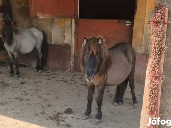 فرس, Shetland Pony