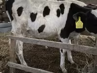 Toro, Russian Black pied cattle — foto 1