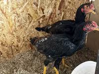 Chickens — zdjęcie 3