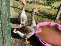 Geese — फ़ोटो 1