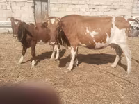 بقرة, Simmental cattle — الصورة 3