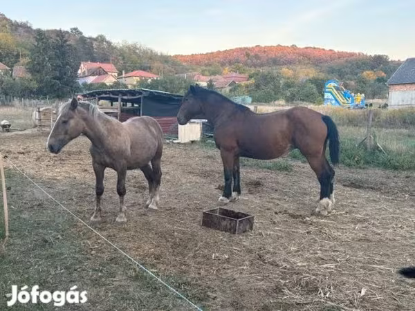 Kanca, Lovak — Magyarország