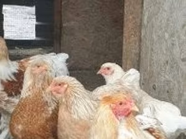 Brahma