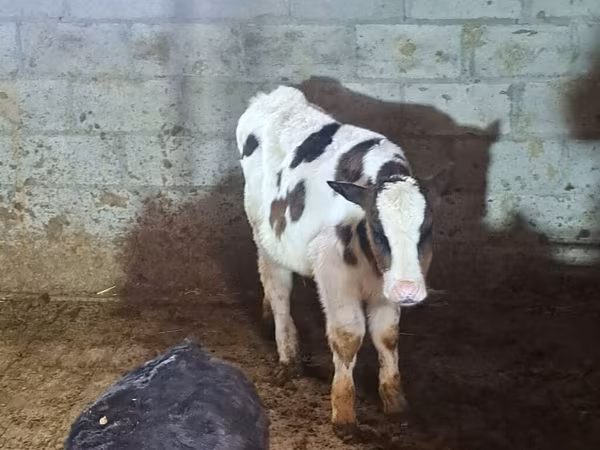 Byk, Simmental cattle