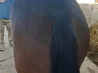 Kanca, Lovak — 2. fotó