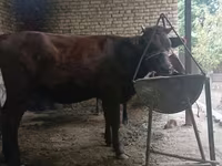 Cow, Kalmyk breed — photo 6