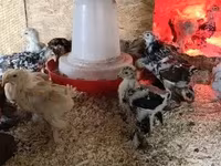 婆罗门鸡 — 照片 2