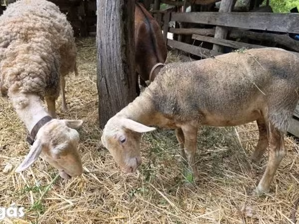 Juh, Lacaune sheep