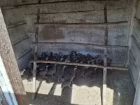 Guinea fowl — foto 1