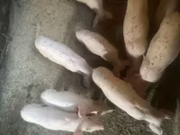 Süldőanya, Ландрас — 1. fotó