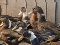 Ducks — zdjęcie 2