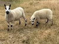 Sheep, Cerry Hill sheep — photo 4