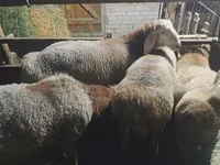 Owca, Owce — zdjęcie 2
