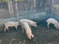 Boar, Pigs — photo 5