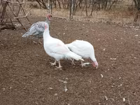 Turkeys — photo 2
