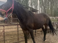 Kobyła, Percheron — zdjęcie 5