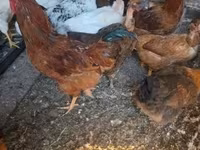 Chickens — 5. fotó