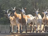 母山羊, Nigerian dwarf goats — 照片 4