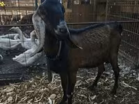 Nőstény kecske, Nubian Goat — 1. fotó