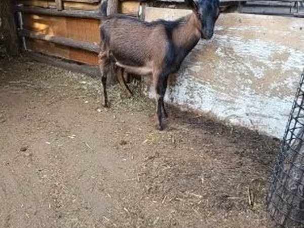 Kozel, Alpine goat — Maďarsko