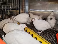 Chickens — photo 2