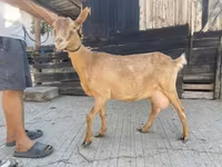 母山羊, Goats — 照片 2