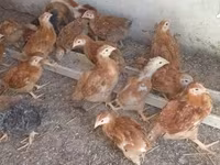 Chickens — Foto 2