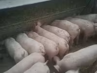 Eber, Schweine — Foto 1