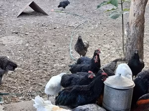 Australorp
