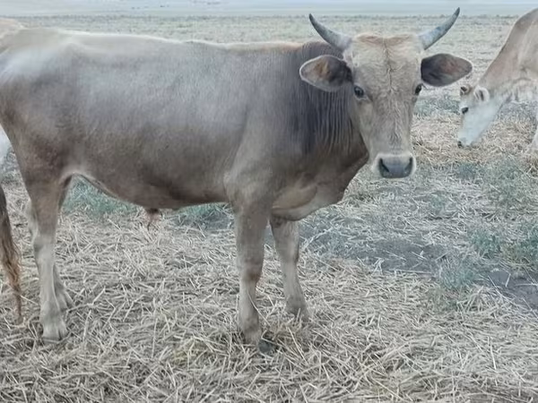 Býk, Ázerbájdžánský zebu