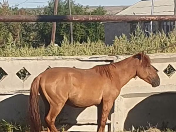Kůň, Mugalzhar horse