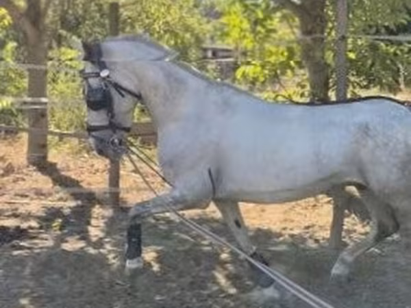 Hengst, Lipizzaner — Ungarn
