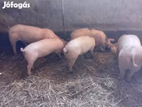 Boar, Pigs — photo 4